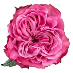 Роза сиренево-розовая пионовидная Кантри Блюз 60 см