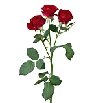 Роза кустовая бордовая Доминика 50 см