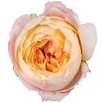 Роза садовая персиково-коралловая Принцесса Айко