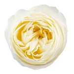 Роза садовая бело-кремовая Колдплей