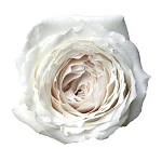 Роза садовая белая Принцесса Миюки