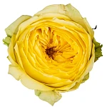 Роза садовая жёлтая Каталина