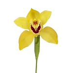 Орхидея Цимбидиум жёлтая