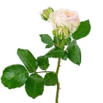 Роза кустовая кремово-розовая Пашмина Саммерхаус
