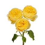 Роза кустовая жёлтая Каталина