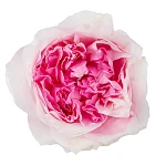 Роза садовая розовая Дэвида Остина Миранда