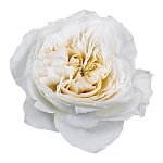 Роза садовая белая Вайт Клауд