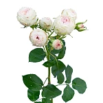 Роза кустовая розовая Мэнсфилд Парк