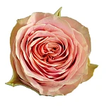 Роза пионовидная лососево-розовая Вайлд Лук