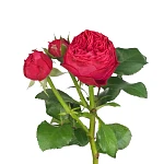 Роза кустовая малиново-красная Фрозен Саммерхаус