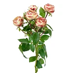 Роза кустовая бело-красная Латин Помпон Фрилендер