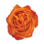 Роза садовая оранжевая Фикшн