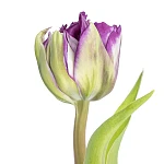 Тюльпан махровый пионовидный фиолетовый Пурпл Пеони