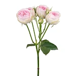 Роза кустовая нежно-розовая Дедикейшн 50 см