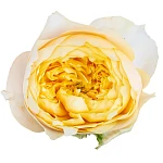 Роза садовая жёлтая Голден Вувузела