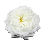 Роза садовая белая Алебастр