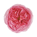 Роза садовая розовая Мария Тереза