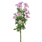 Хризантема кустовая розовая Сантини Крисси