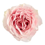 Роза розово-кремовая Пинк Мондиаль 70 см