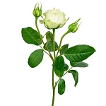 Роза кустовая кремово-белая Веддинг Пиано