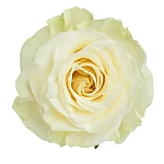 Роза белая Мондиаль 60 см