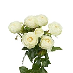 Роза кустовая белая Сноу Ворлд