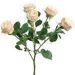 Роза кустовая персиковая Джентл Трендсеттер 60 см
