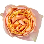 Роза садовая персиковая Вувузела