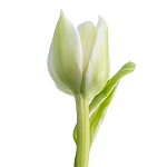 Тюльпан махровый белый Вайт Херт