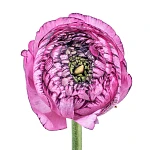 Ранункулюс розовый с фиолетовой окантовкой Элеганс Стриато Роза