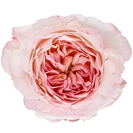 Роза садовая розово-кремовая Дэвида Остина Кейра