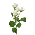 Роза кустовая белая Сноуфлейк