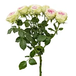 Роза кустовая белая с розовым центром Джелато