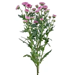 Хризантема кустовая темно-розовая Сантини Мадиба Пинк Тёло