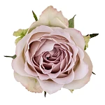 Роза серебристо-лавандовая Сильвер Мемори Лэйн 40 см