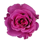 Роза садовая фиолетовая Мами Блю