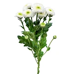 Хризантема кустовая белая Сантини Маверик Вайт