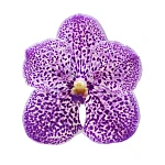 Орхидея Фаленопсис Ванда фиолетовая