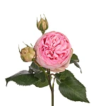 Роза кустовая нежно-розовая Брайдал Пиано