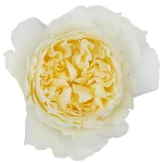 Роза садовая белая Дэвида Остина Пейшенс