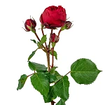 Роза кустовая красная Ред Пиано