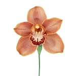 Орхидея Цимбидиум коричневая