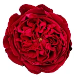 Роза садовая красная Дэвида Остина Тесс