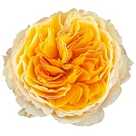 Роза садовая кремовая Дэвида Остина Беатрис
