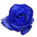 Роза синяя крашенная Венделла