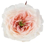 Роза садовая нежно-розовая Дэвида Остина Чарити