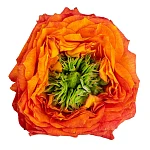 Роза пионовидная оранжевая с зелёным центром Грин Айленд Самоа