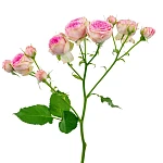 Роза кустовая розовая Супер Сенсейшн