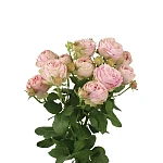Роза кустовая розовая Пинк Лэйс