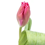 Тюльпан попугайный розовый с зелёным Марвел Пэррот